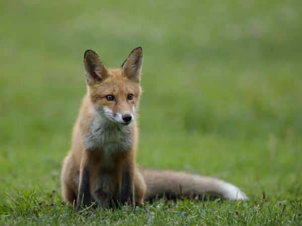 Млекопитающее, Позвоночный, Canidae, Дикая природа, лиса, рыжая лиса