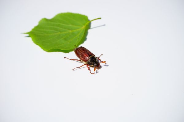 fotografia,liść,owad,fauna,latać,wiosna