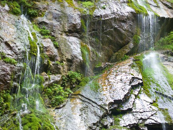 pohon, air, alam, batu, air terjun, bunga