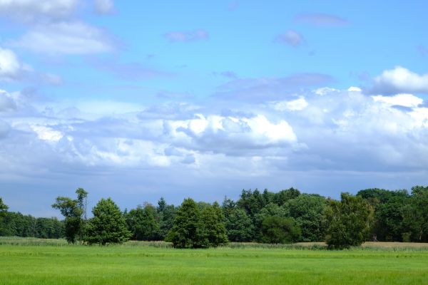 paesaggio,natura,foresta,erba,orizzonte,nube