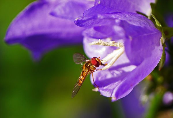 naturaleza, flor, ala, planta, fotografía, flor