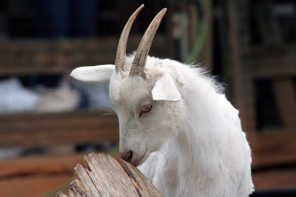 動物,自然,屋外,ファーム,写真,可愛い