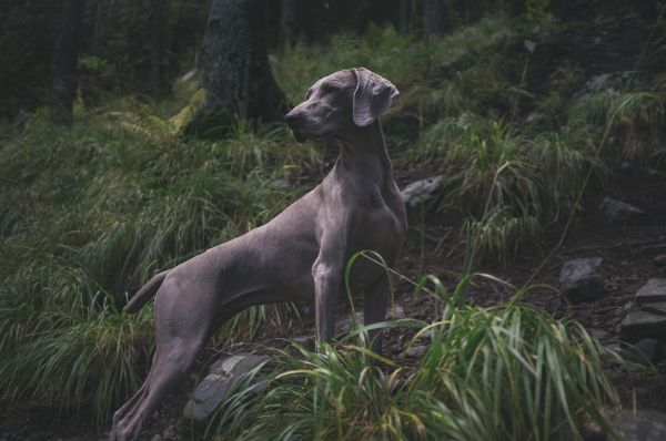 köpek,hayvan,Evcil Hayvan,memeli,Avlanma,Weimaraner