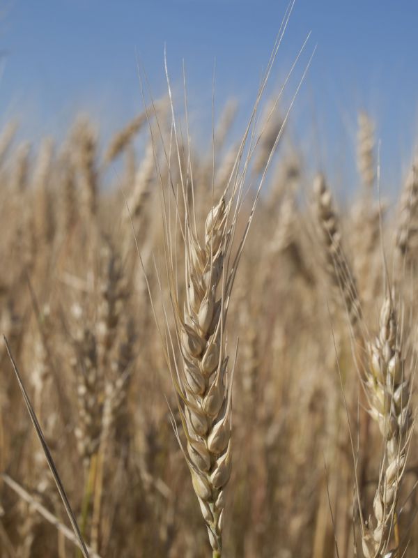 naturaleza, césped, planta, campo, cebada, trigo