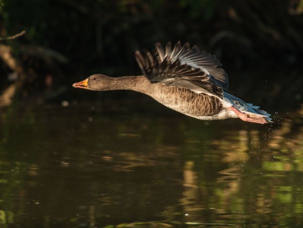 water,nature,bird,wing,animal,wildlife