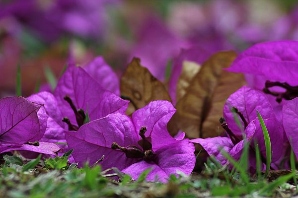 Natur,blühen,Pflanze,Blatt,Blume,lila