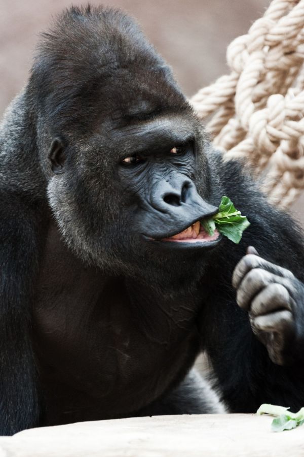 動物, 野生動物, 動物園, ポートレート, アフリカ, 男性