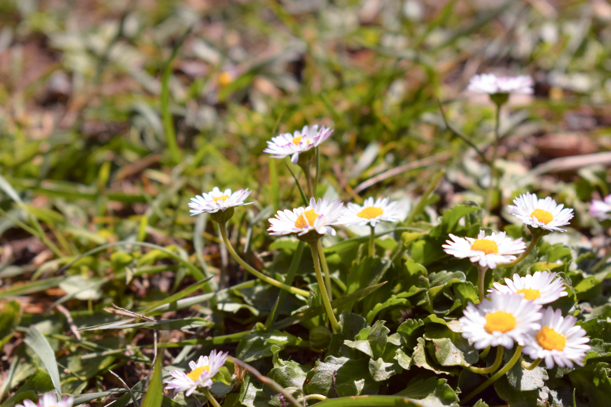 çiçek, Çiçekli bitki, heath aster, papatya, bitki, Marguerite papatya, Okseye papatya, Papatya ailesi, Chamaemelum nobile, Papatya, Bahar, taçyaprağı, yabani çiçek, İspanyol papatyası, sea aster, çimen, Aster, small white aster, Mayweeed, Tanacetum balsamita, Dikiş, Asterales, toprak örtüsü, Çok yıllık bitki