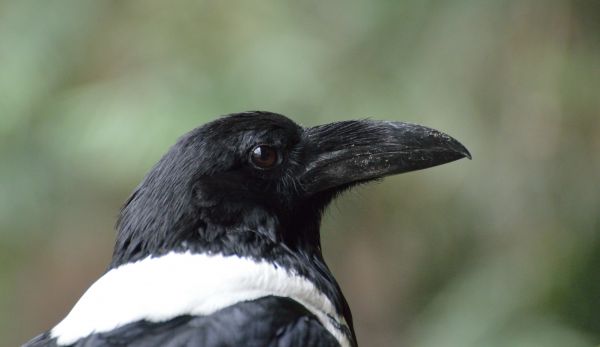 naturaleza, pájaro, ala, fauna silvestre, pico, retrato