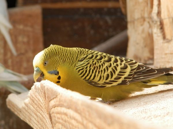 vogel,vleugel,hout,wildlife,bek,geel