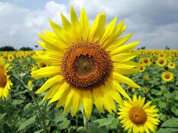 Flor,plantar,flor,campo,haste,folha