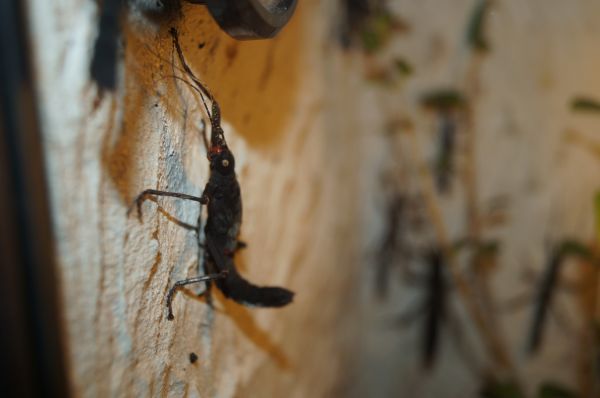 fotografie,insectă,lemn,negru,faună,nevertebrat