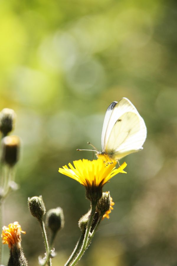 la nature, fleur, plante, la photographie, Prairie, feuille