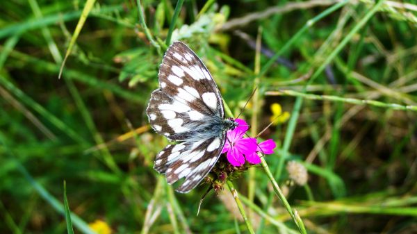 la nature,plante,Prairie,prairie,fleur,herbe