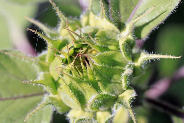 natura, pianta, campo, all'aperto, luce del sole, sole