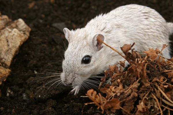 Mädchen, Maus, Tier, niedlich, weiblich, Tierwelt