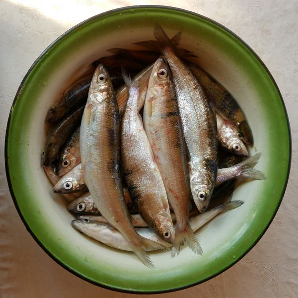 aliments, Fruit de mer, Frais, poisson, sardine, Chasse-lait