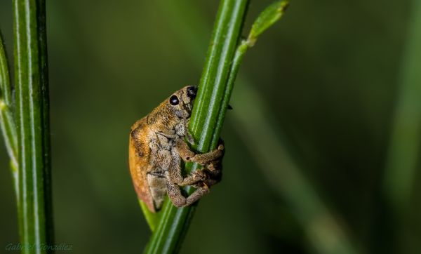 nature,wildlife,green,insect,macro,grass