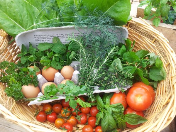 tafel, natuur, fabriek, farm, fruit, hout