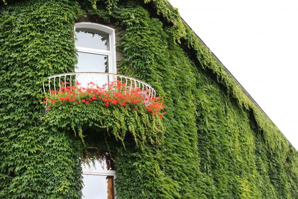 árbol,arquitectura,planta,flor,ventana,edificio