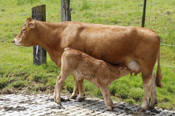 Prairie,vache,troupeau,pâturage,mammifère,pâturage