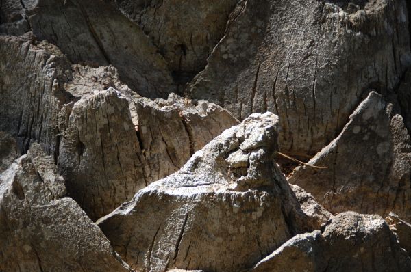 træ,natur,klippe,bark,formation,hule