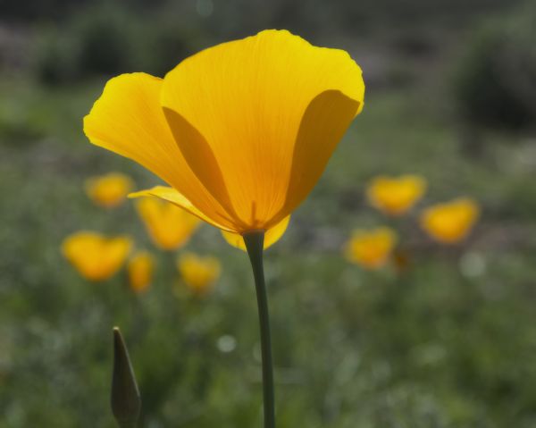 nature, plant, field, meadow, prairie, flower