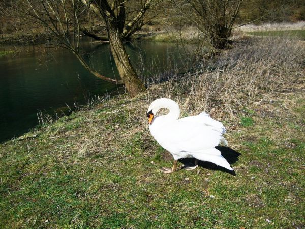 pájaro,ave marina,fauna silvestre,fauna,cisne,vertebrado