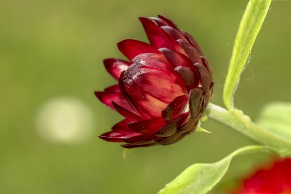 性质, 厂, 摄影, 开花, 领域, 酿酒