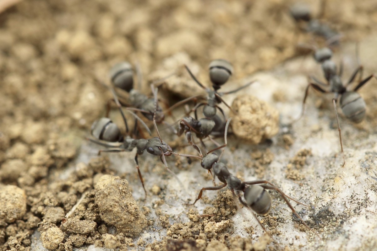 dyreliv, insekt, fauna, hvirvelløse, tæt på, insekter, myre, skadedyr, myrer, makrofotografering, leddyr, jorden bille, wolf spider, skarnbassen, gruppearbejde, membran vingede insekt