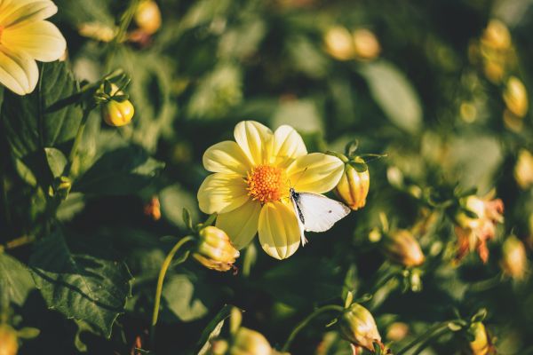 natuur, bloesem, fabriek, vervagen, groei, veld-