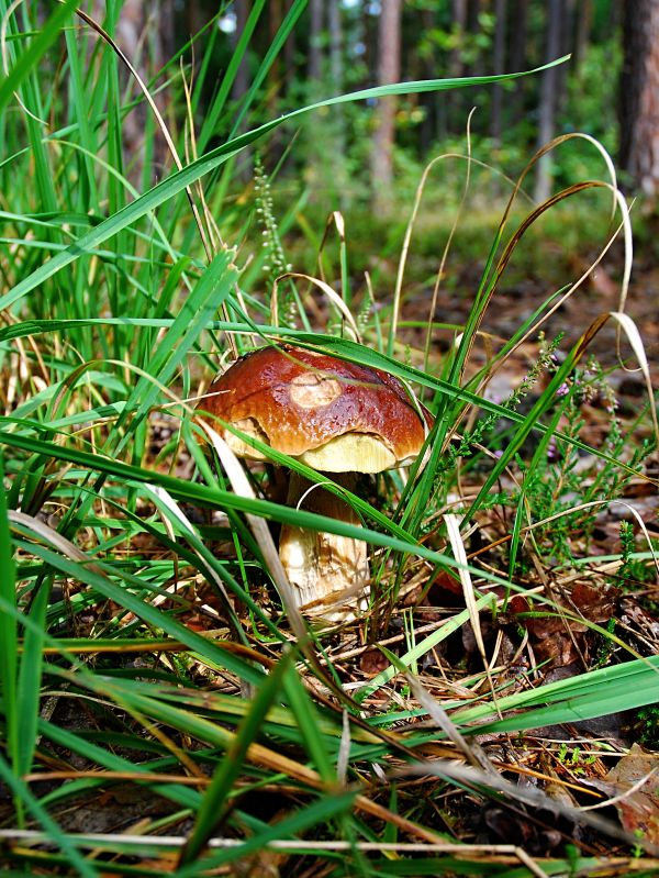 Natura, las, trawa, liść, Zielony, makro