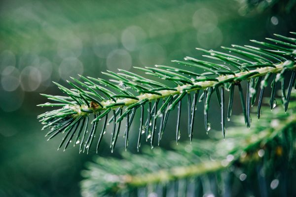 träd, natur, gräs, gren, växt, fotografi