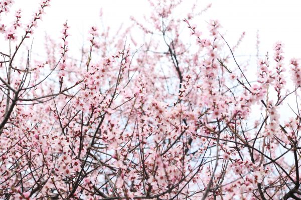 rama,flor,planta,flor,primavera,cielo