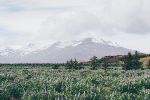 landscape, tree, nature, grass, wilderness, mountain