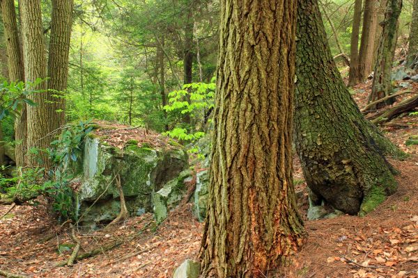 Baum, Natur, Wald, Pflanze, Wandern, Kofferraum