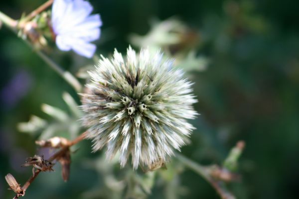 natur,blomstre,anlegg,felt,fotografering,eng