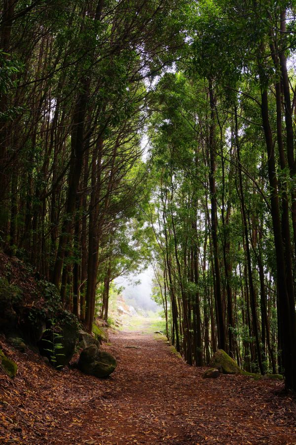 paisaje, árbol, naturaleza, bosque, desierto, planta