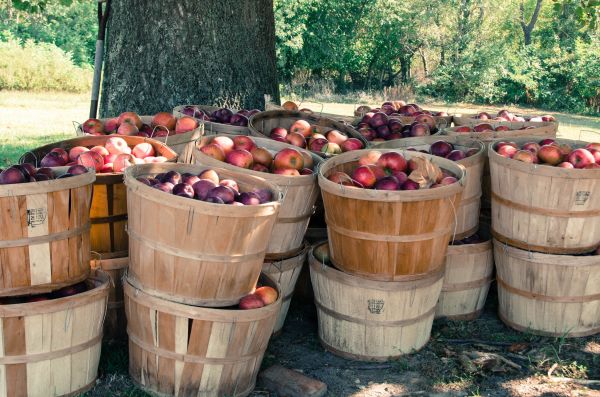 natura,azienda agricola,frutteto,produrre,legna,raccolto