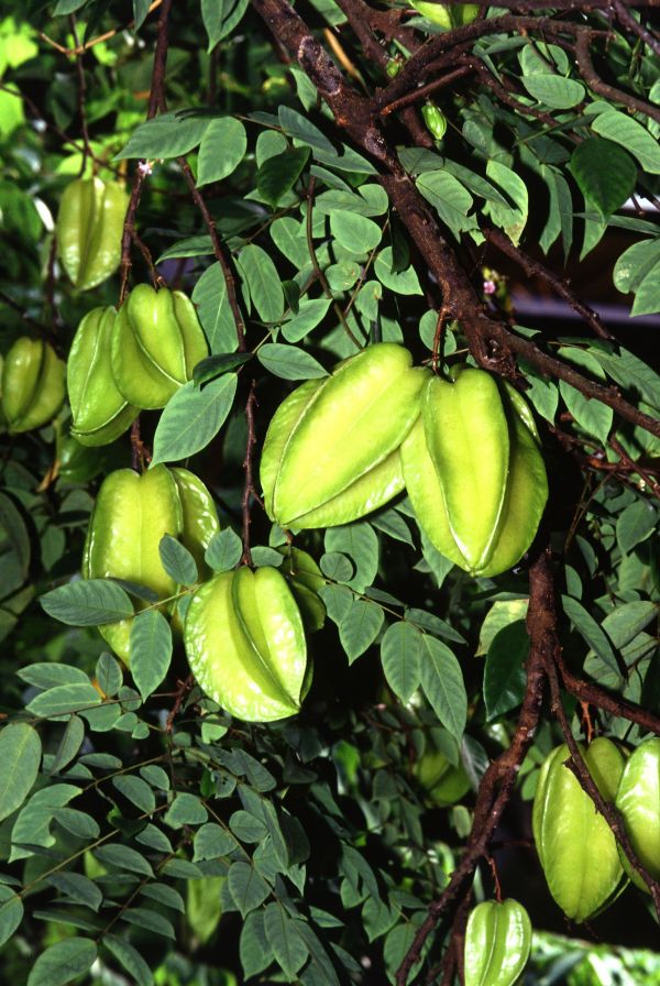 árbol, rama, planta, Fruta, flor, comida