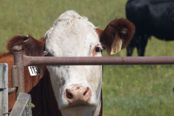 farm,cow,pasture,grazing,mammal,fauna