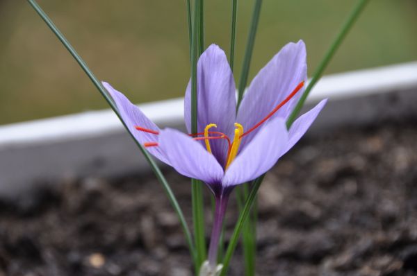 plante,blomst,lilla,kronblad,botanik,flora