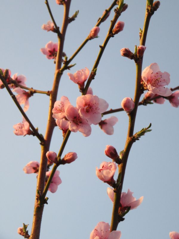 træ,afdeling,blomst,plante,himmel,frugt