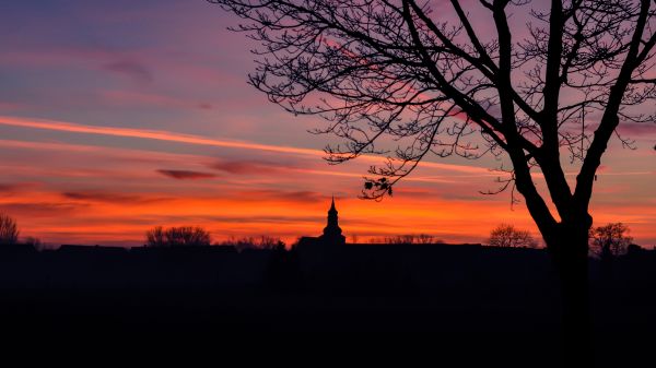 albero,orizzonte,ramo,silhouette,nube,cielo