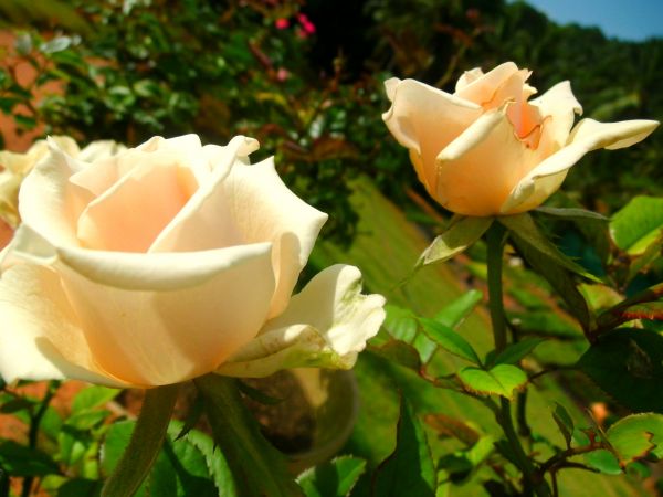 naturaleza, planta, manojo, hoja, flor, blanco