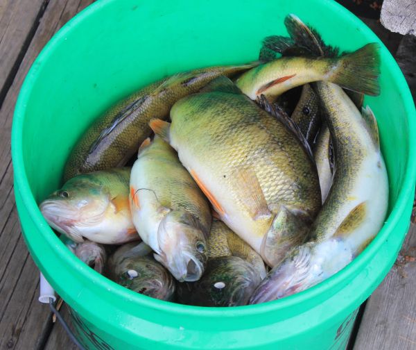 comida, pescar, pescador, perca, naturaleza, animal