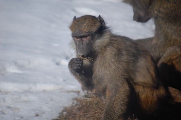 natur, djur-, söt, vilda djur och växter, vild, Zoo