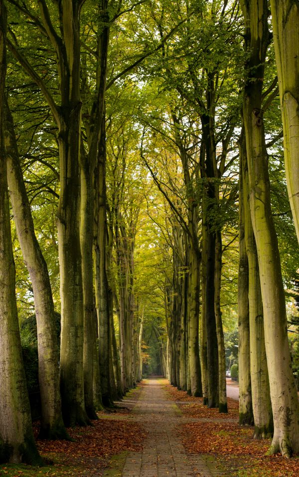 paysage, arbre, la nature, forêt, branche, plante