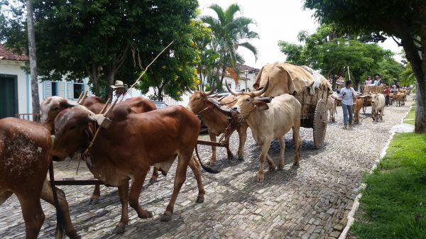 Quê hương,hoa,bầy đàn,Brazil,Bò,Đóng gói động vật