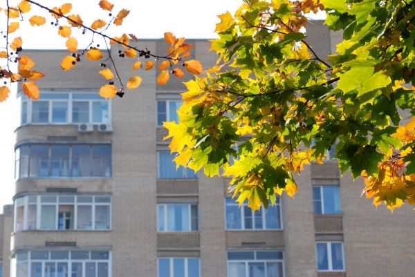 arbre,branche,plante,feuille,fleur,l'automne